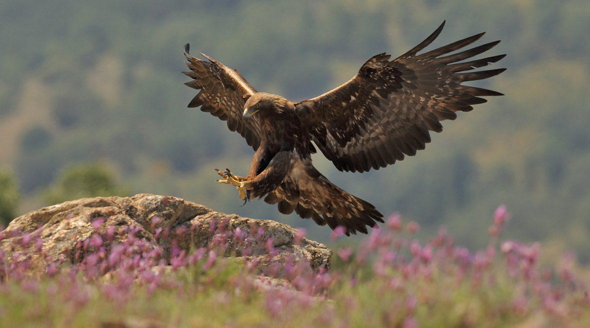The Golden Eagle lands from flight